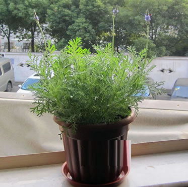 薰衣草盆栽 陽(yáng)臺(tái)喜陽(yáng)光充足環(huán)境 凈化空氣美觀盆景